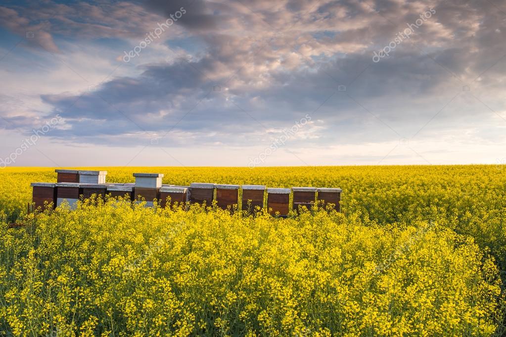 пчелы пасека. пасека природа. ясная поляна пасека. ясная поляна пасека. пасека алтайский край.