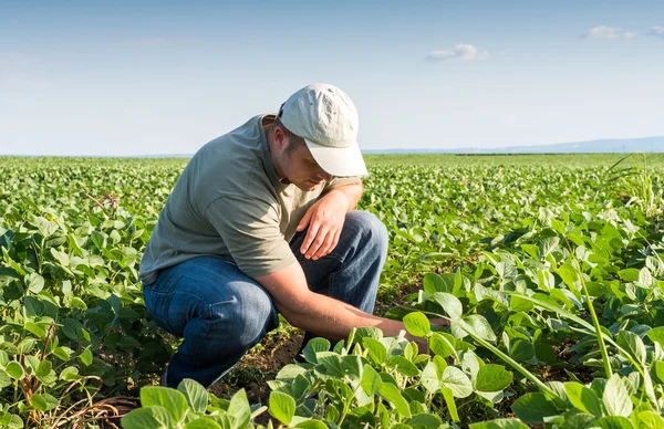 Agriculteur dans les champs de soja — Photo