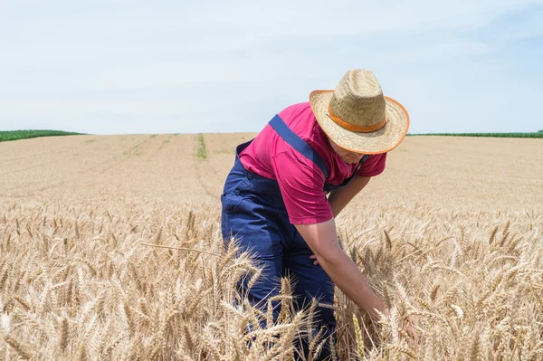 Farmer — Stock Photo, Image