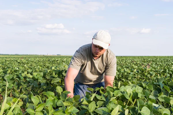 Agriculteur dans les champs de soja — Photo