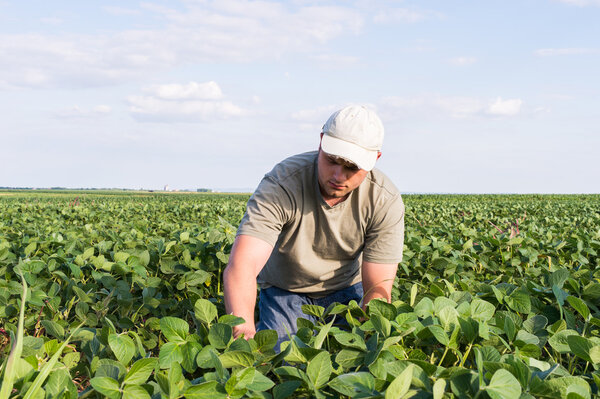  farmer in soybean fields 