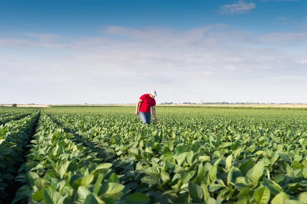 Farmer in soybean fields — Stock Photo, Image