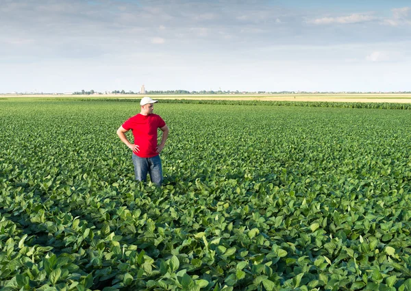 Landwirt auf Sojabohnenfeldern — Stockfoto