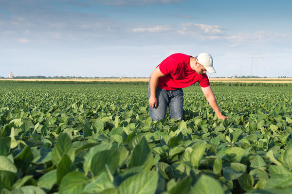  farmer in soybean fields 