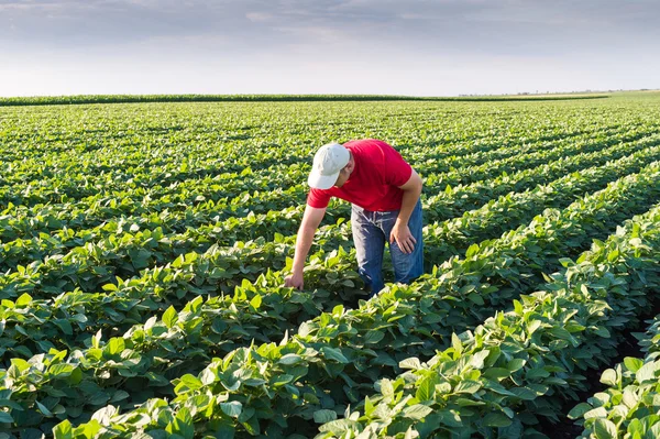 Agricultor em campos de soja — Fotografia de Stock