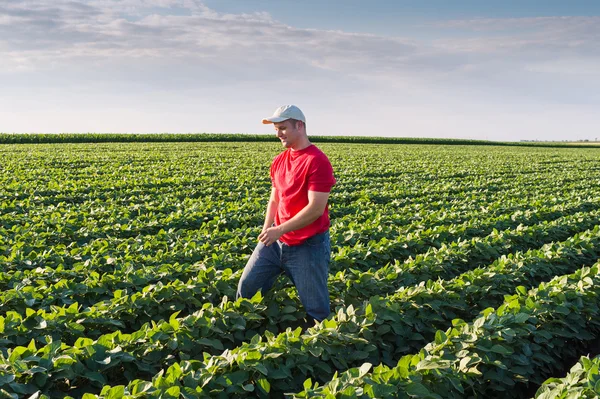 Farmer in soybean fields — Stock Photo, Image
