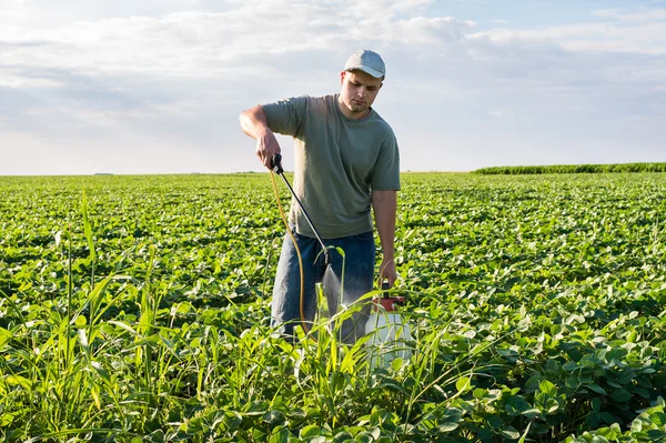 Pulverização de campo de soja — Fotografia de Stock