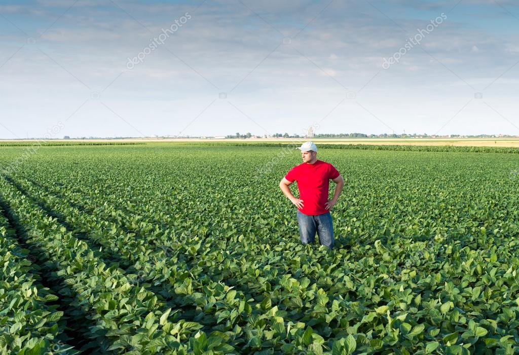 farmer in soybean fields 
