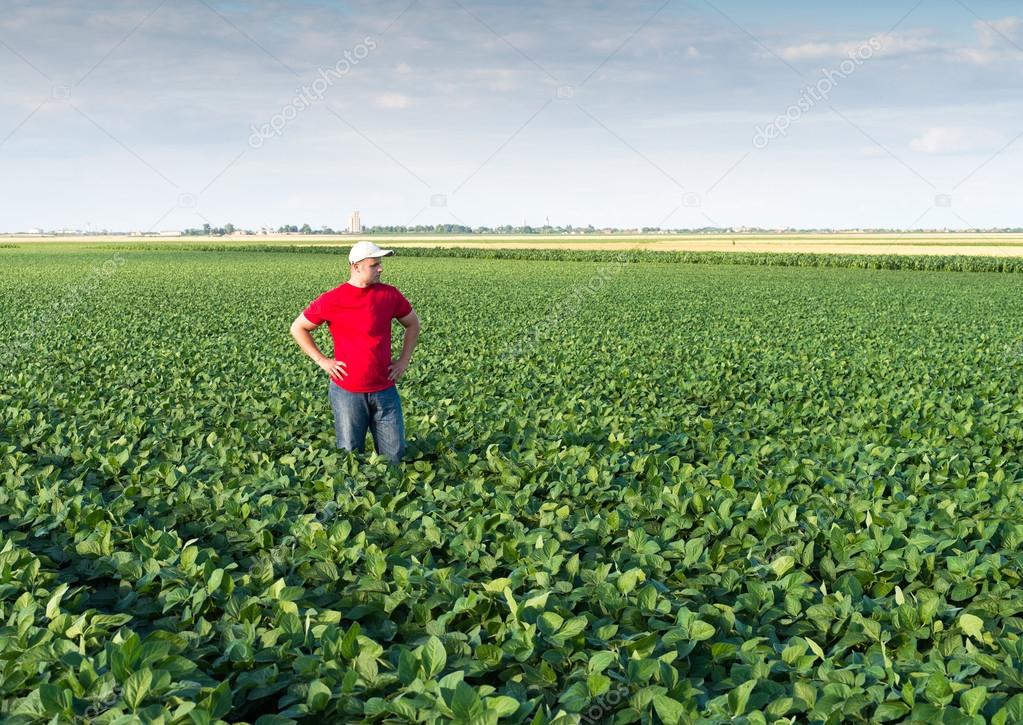  farmer in soybean fields 