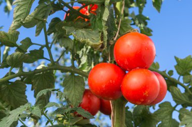 büyüme domates