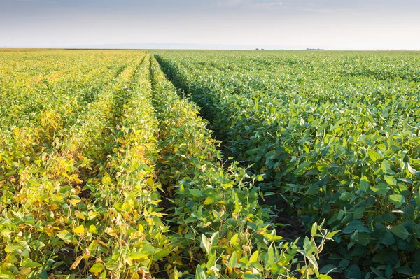 Soybean Field — Stock Photo, Image