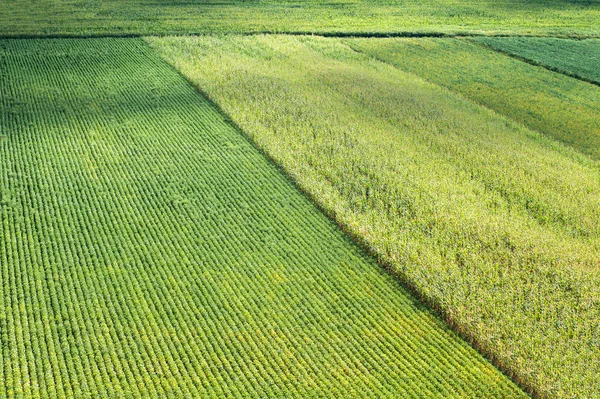Sojabonen en maïs veld — Stockfoto