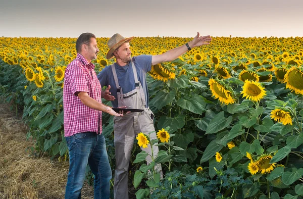 Campo de girasoles —  Fotos de Stock