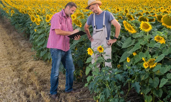 Campo de girasoles —  Fotos de Stock