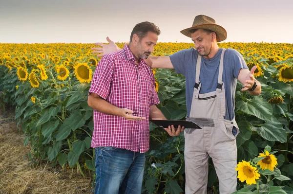 Campo de girasoles —  Fotos de Stock