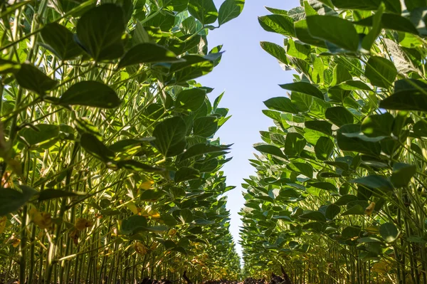 Soybean Field — Stock Photo, Image