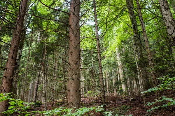 Forest landscape — Stock Photo, Image