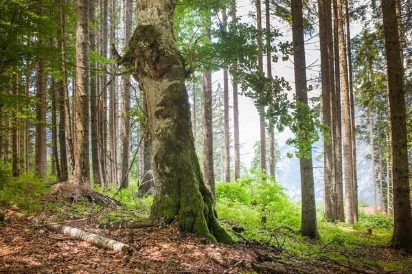 Forest landscape in summer — Stock Photo, Image