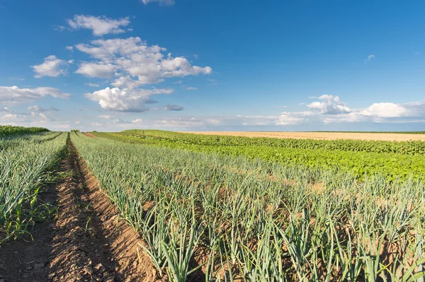 Campo de cebolla — Foto de Stock