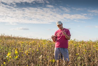 Çiftçi soya alanları