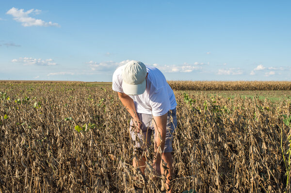 farmer in soybean fields
