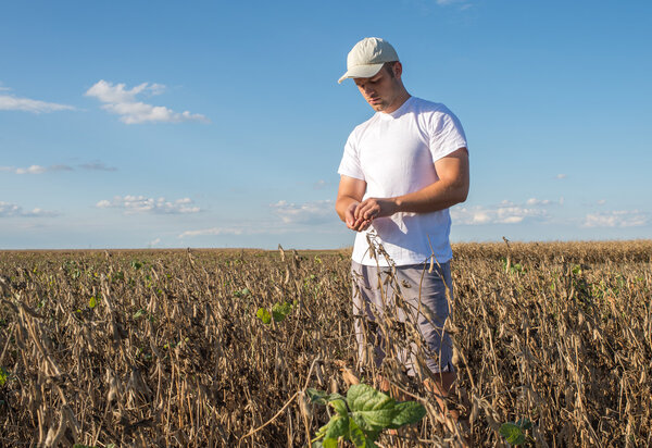 farmer in soybean fields