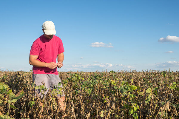  farmer in soybean fields