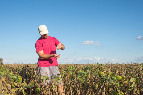  farmer in soybean fields