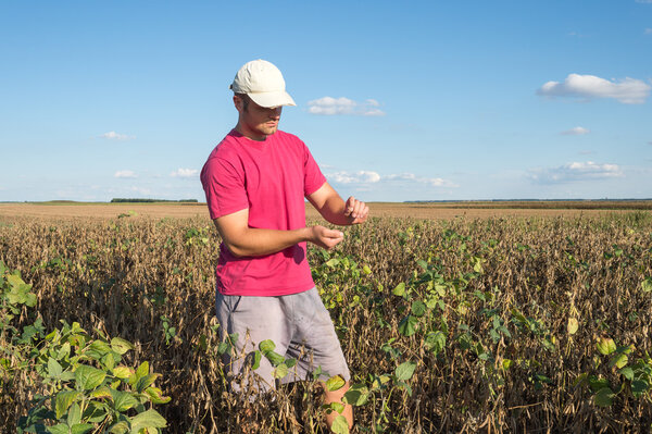 farmer in soybean fields
