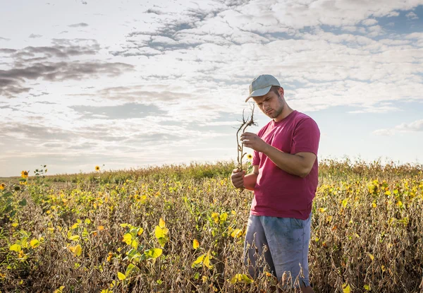 Agricultor en campos de soja — Foto de Stock