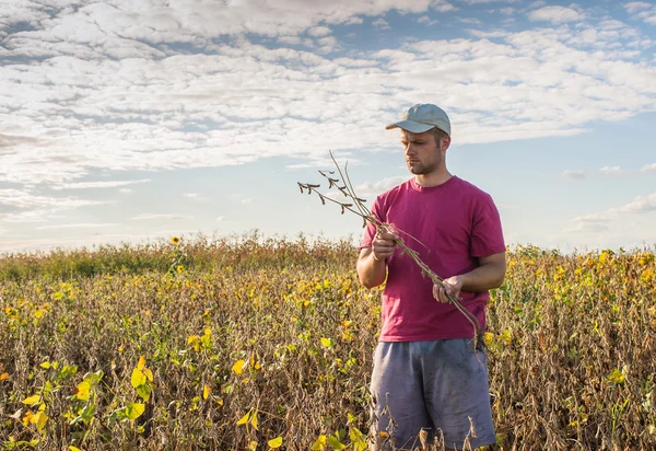 Agricultor em campos de soja — Fotografia de Stock