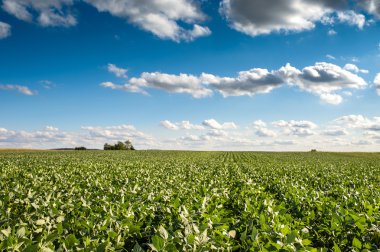 Soya tarlası 