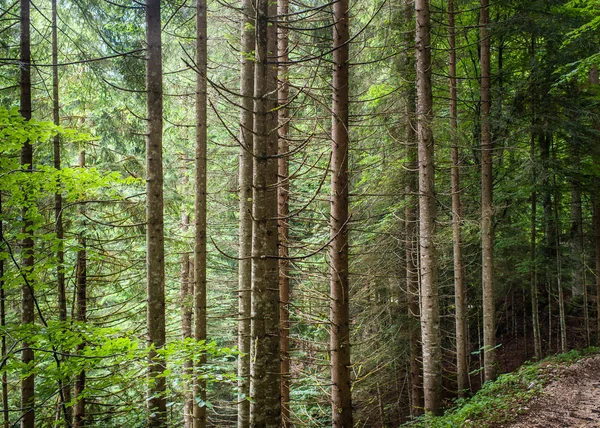 Forest landscape — Stock Photo, Image