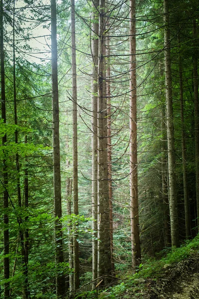 Forest landscape — Stock Photo, Image