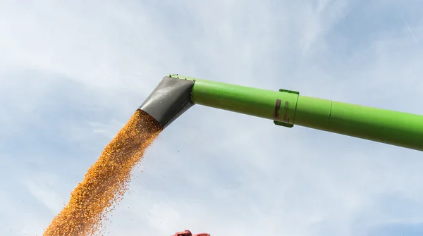 Zbiory kukurydzy — Zdjęcie stockowe