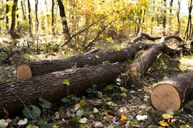 Eğreltiotu ormanlarında büyük bir ağaç gövdesi. 