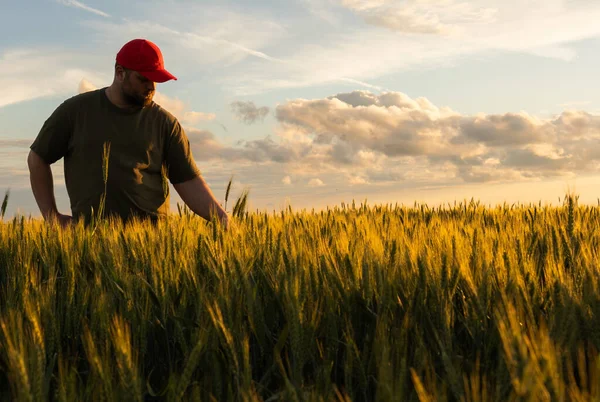  Genç erkek çiftçi stand yalnız buğday alanında günbatımı sırasında