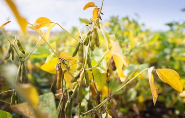  Güneş ışığı, soyanın küçük yeşil bitkilerinin yaprakları arasında parlıyordu..
