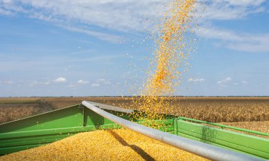 Tarladaki bir karavandan tahıl yüklemesi.