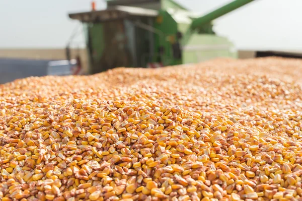 Зерновая кукуруза — стоковое фото
