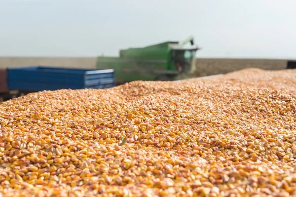 Maíz de grano —  Fotos de Stock