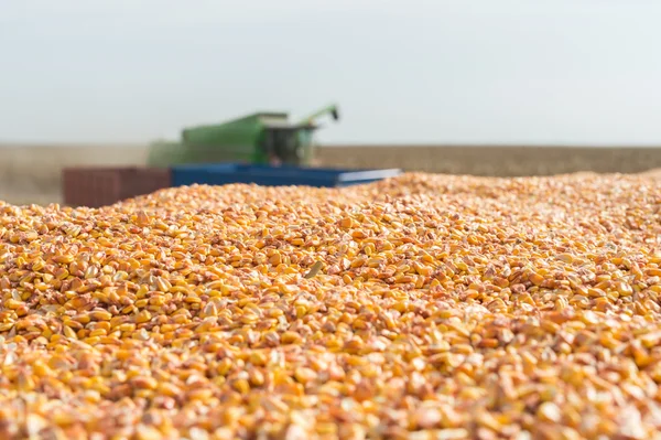 Maíz de grano — Foto de Stock