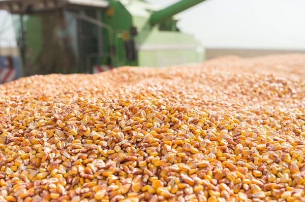 Grain corn — Stock Photo, Image