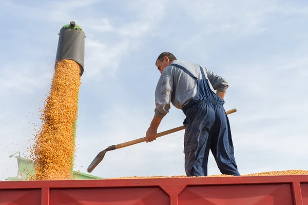 トウモロコシの収穫 — ストック写真