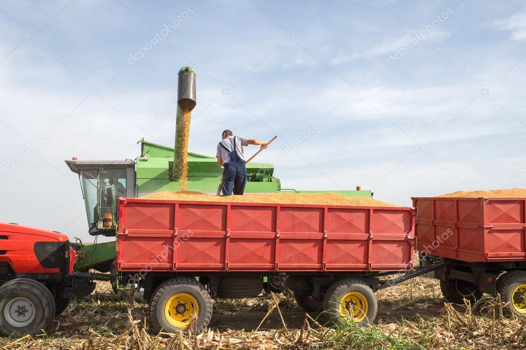 Corn harvest