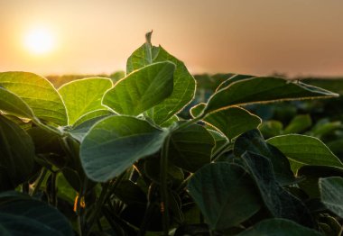  Güneş ışığı, soyanın küçük yeşil bitkilerinin yaprakları arasında parlıyordu..