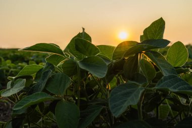  Güneş ışığı, soyanın küçük yeşil bitkilerinin yaprakları arasında parlıyordu..