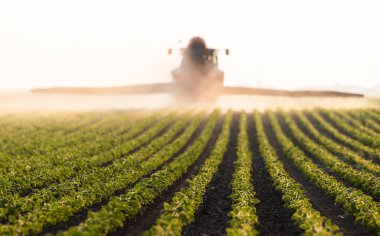 Traktör gün batımında yemyeşil bir alanda soya püskürtüyor.. 