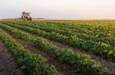 Traktör gün batımında yemyeşil bir alanda soya püskürtüyor.. 
