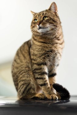  Oturma pozisyonundaki güzel bir kedinin fotoğrafı bir fotoğrafçıya poz verir, stüdyoda çekilir.